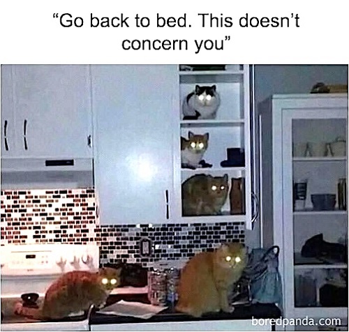 cats midnight.jpg